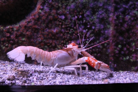 Aquarium, La Rochelle