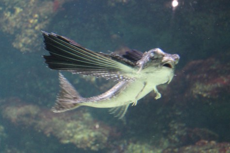 Aquarium, La Rochelle