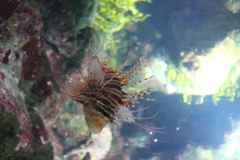 Aquarium, La Rochelle