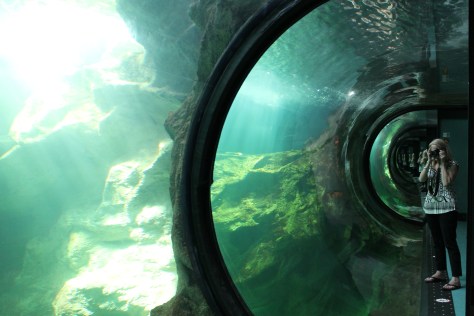 Shark Tank, La Rochelle Aquarium