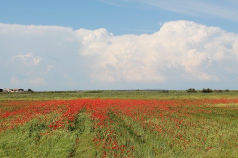 Coquelicots, Ile de Ré