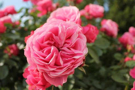 Le Jardin Chez Jacky et Pascale