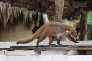 Akumal Lemur