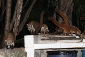 Akumal Lemurs Cocktail Hour