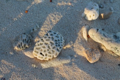 Late Afternoon Illuminating the Coral on the Beach
