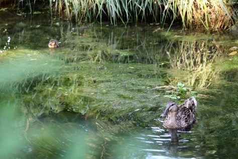 Duck and Duckling Enhanced