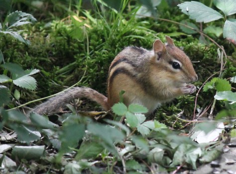 Lots of chipmunks here.