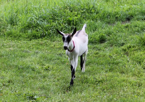 One of the four-legged