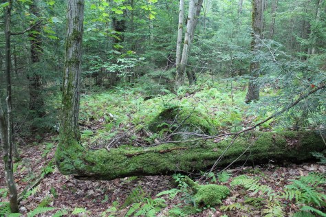 Don't let 'em get you down!