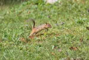 Leaping Chippie Cropped