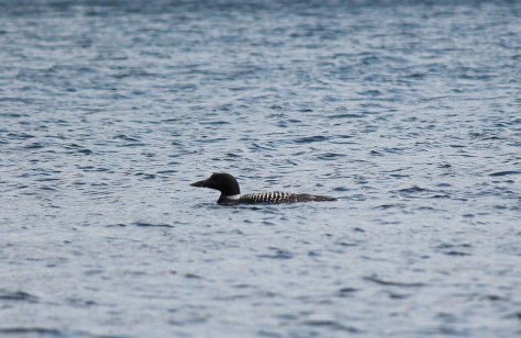 Lake Sunapee Loon