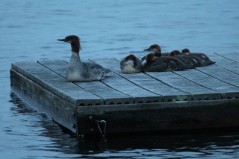 Merganser Family