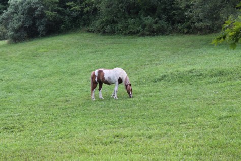 Jim at Four-Legged Farm, Vermont