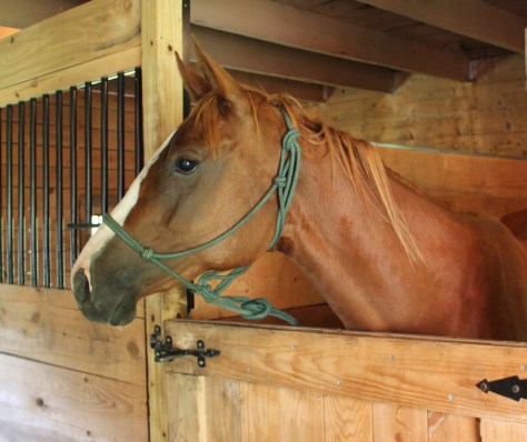 Skyler in Barn Cropped