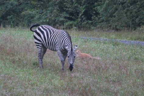 Vermont Zebra in Field, NOT a Zoo