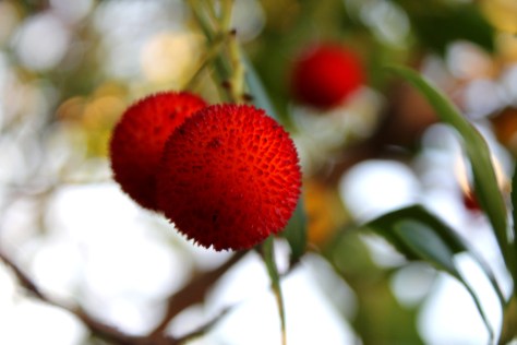 Anyone know what this is?