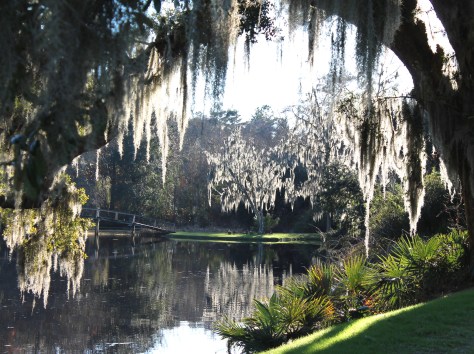 Live Oaks at Middleton Place