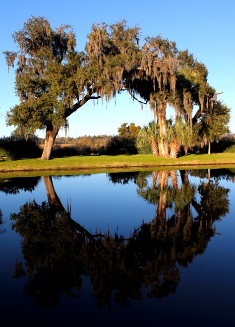 Circle Trees Middleton Place