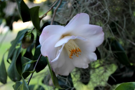Camellia at Middleton Place