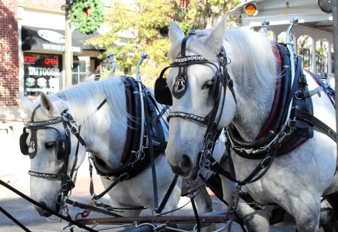 Horses of Wilmington