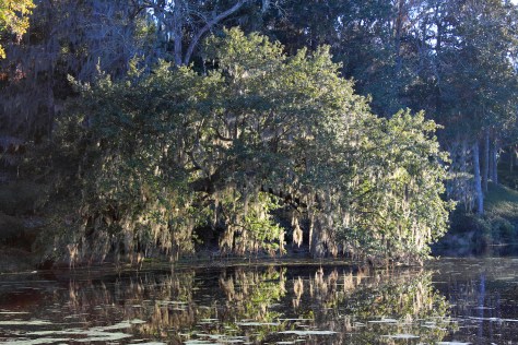 Live Oak over Pond Middleton Place Enhanced