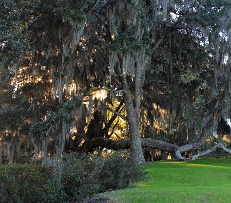 Live Oaks at Middleton Place