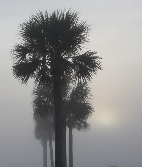 Palms in the Fog Vertical