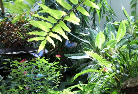 Key West Butterfly and Nature Conservatory