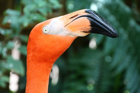 Flamingo at Butterfly and Nature Conservatory