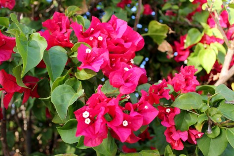 Florida Bougainvillea
