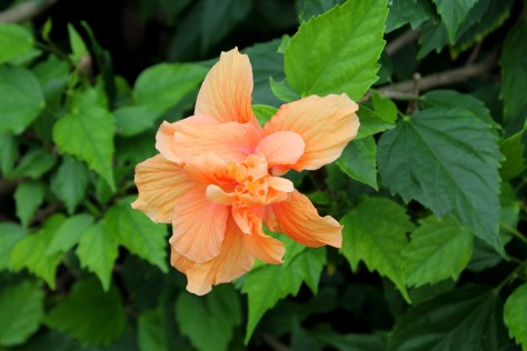 Hibiscus Peach