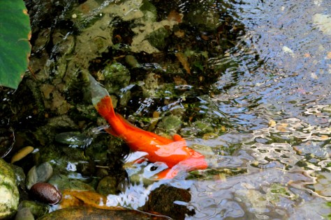 Koi at Butterfly and Nature Conservatory