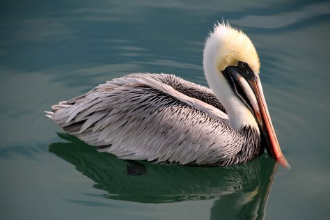 Pelican Posing