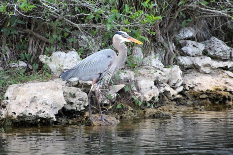 Great Blue Heron