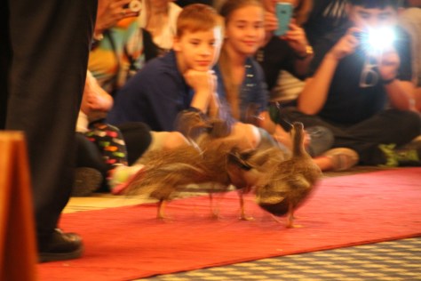 Peabody Ducks on Red Carpet