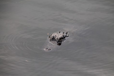 Still Water with Gator