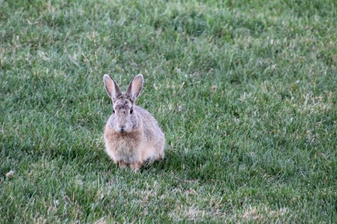 Neighbor Rabbit