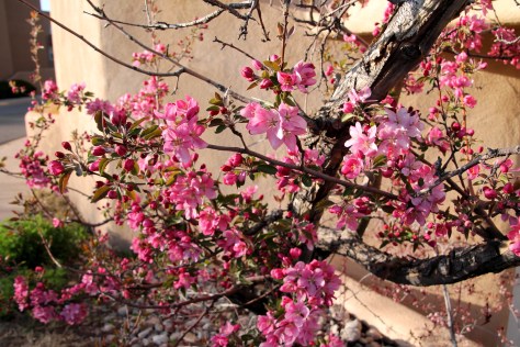 Santa Fe Crabapple