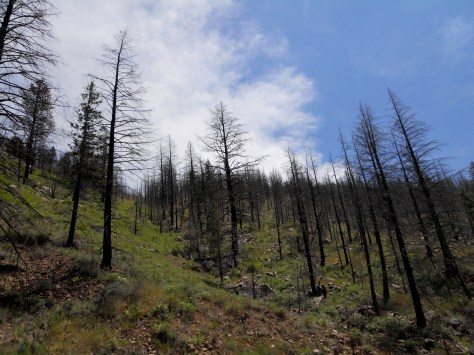 Three Years After the Wildfire