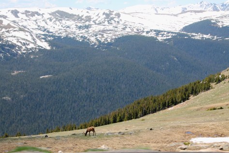Elk Grazing on High
