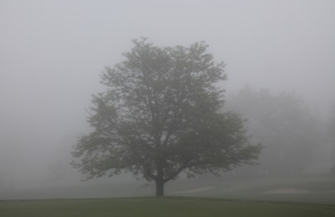 Foggy Tree
