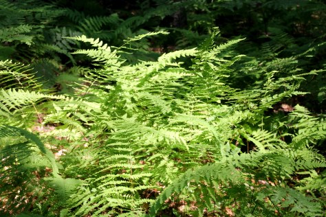 Ferns