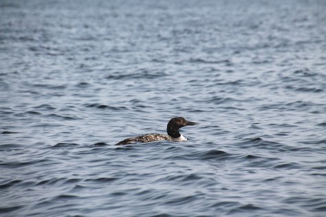 Loon 2