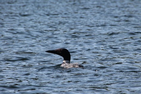 Loon 3