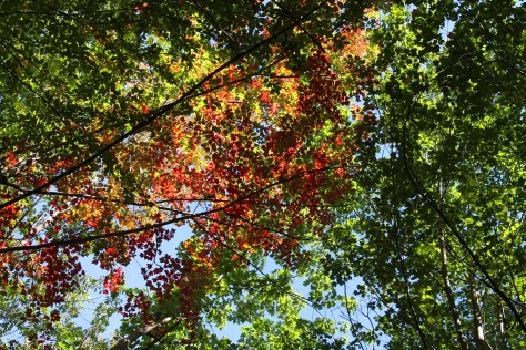 Fall Leaves Overhead