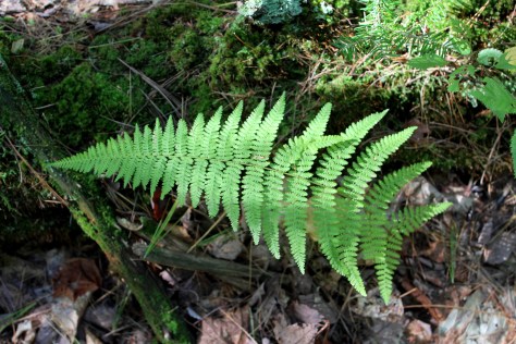 Fern