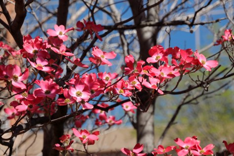 Pink Dogwood in Alexandria