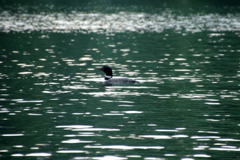 Loon in the Green