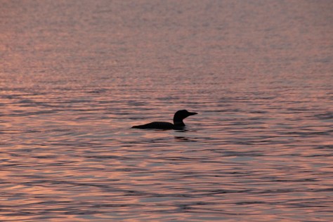 Loon in the Pink
