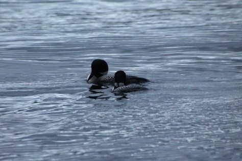 Two loons right in Gardner Bay!